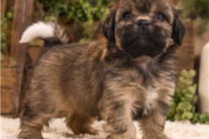 Giles - Mal-Shi for sale