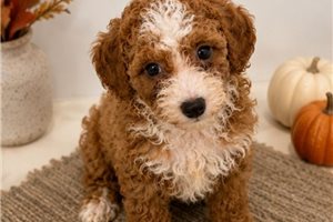 Camilia - Poodle, Miniature for sale