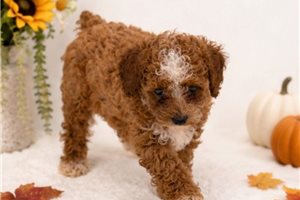Cara - Poodle, Miniature for sale
