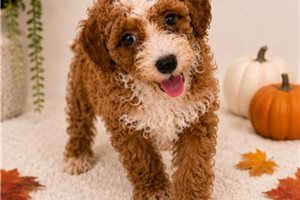 Caris - Poodle, Miniature for sale