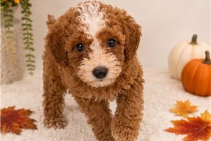 Carlton - Poodle, Miniature for sale