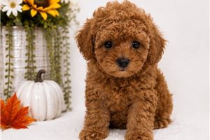 Carla - Poodle, Miniature for sale