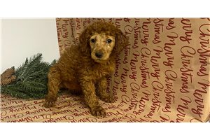 Cynthia - Poodle, Standard for sale