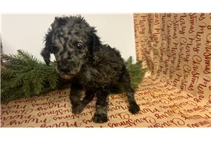 Clark - Poodle, Standard for sale