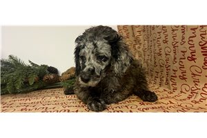 Christian - Poodle, Standard for sale
