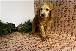 Chloe - Poodle, Standard for sale