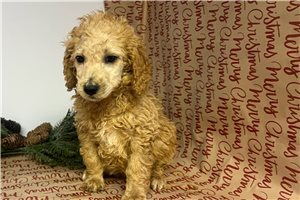 Charlie - Poodle, Standard for sale