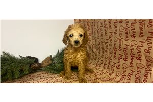 Cricket - Poodle, Standard for sale