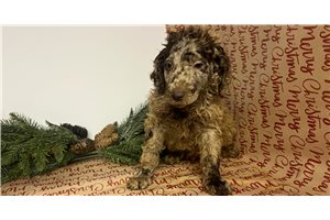 Bogart - Poodle, Standard for sale