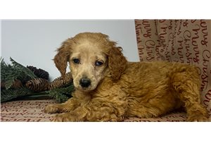 Beth - Poodle, Standard for sale