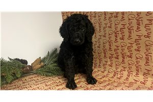 Blake - Poodle, Standard for sale