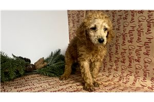 Bobby - Poodle, Standard for sale