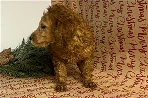 Brandon - Poodle, Standard for sale