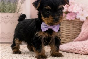 Nolan - Yorkshire Terrier - Yorkie for sale