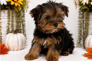 Taz - Yorkshire Terrier - Yorkie for sale