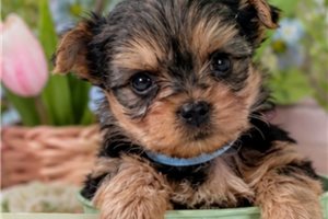 Naomi - Yorkshire Terrier - Yorkie for sale