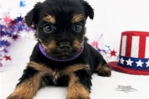 Zilly - puppy for sale