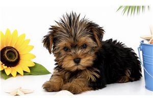 Tanner - Yorkshire Terrier - Yorkie for sale