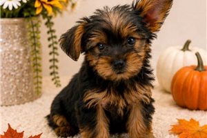 Zippy - Yorkshire Terrier - Yorkie for sale