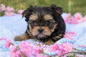 Lucas - Yorkshire Terrier - Yorkie for sale