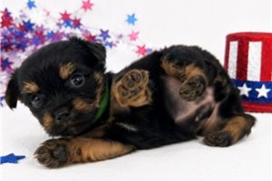 Zippy - puppy for sale