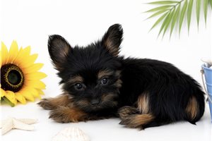 Zeke - Yorkshire Terrier - Yorkie for sale