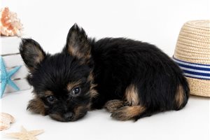 Zilly - Yorkshire Terrier - Yorkie for sale