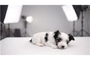 Ellie - Yorkshire Terrier - Yorkie for sale