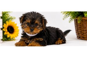 Taz - Yorkshire Terrier - Yorkie for sale