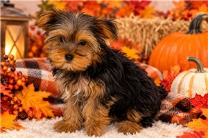 Taz, a Yorkie puppy