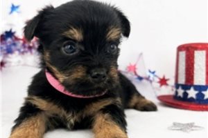 Zara - puppy for sale