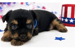 Zeke - Yorkshire Terrier - Yorkie for sale