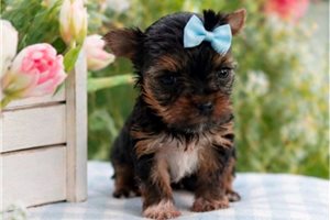 Nova - Yorkshire Terrier - Yorkie for sale