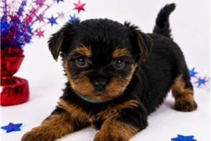 Zelly - Yorkshire Terrier - Yorkie for sale