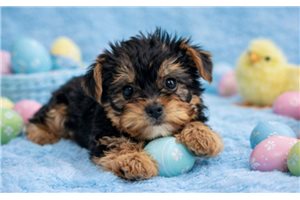 Lucas - Yorkshire Terrier - Yorkie for sale
