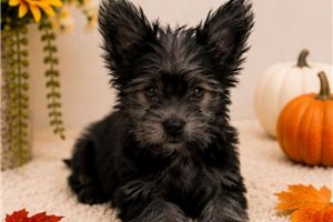 Zilly - Yorkshire Terrier - Yorkie for sale
