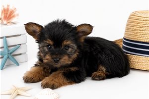 Zara - Yorkshire Terrier - Yorkie for sale