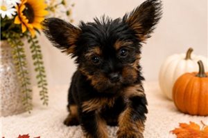 Zeke - Yorkshire Terrier - Yorkie for sale