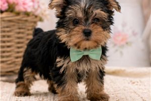 Lucas - Yorkshire Terrier - Yorkie for sale