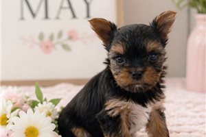 Nova - Yorkshire Terrier - Yorkie for sale