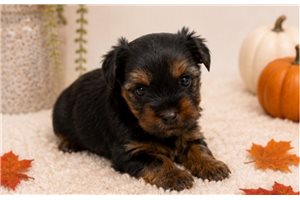 Carnation - Yorkshire Terrier - Yorkie for sale