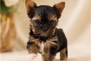 Nova - Yorkshire Terrier - Yorkie for sale