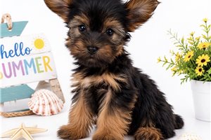 Zippy - Yorkshire Terrier - Yorkie for sale