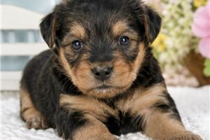 Nolan - Yorkshire Terrier - Yorkie for sale
