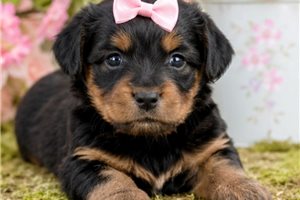 Naomi - puppy for sale