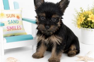 Zelly - Yorkshire Terrier - Yorkie for sale