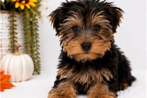 Tanner - Yorkshire Terrier - Yorkie for sale
