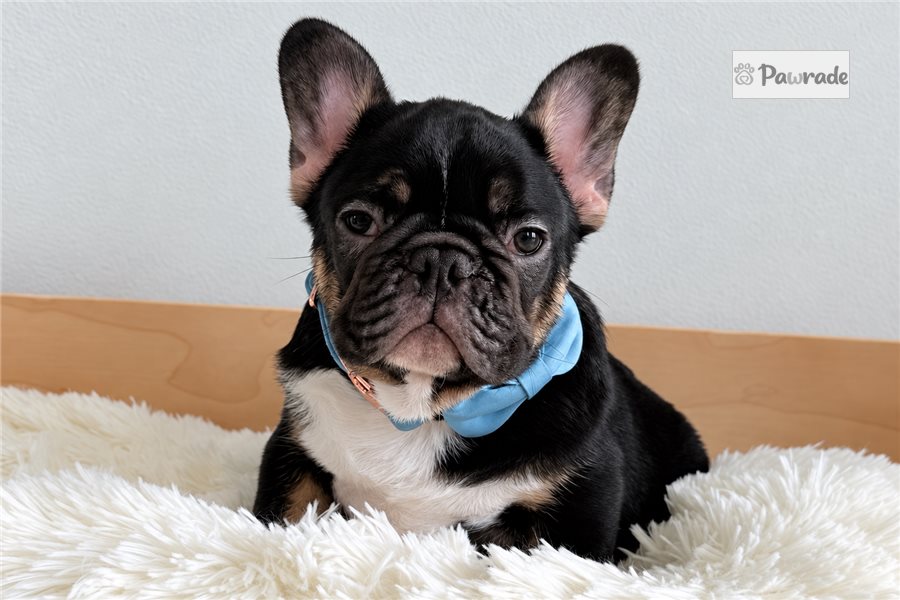Cole - French Bulldog for sale