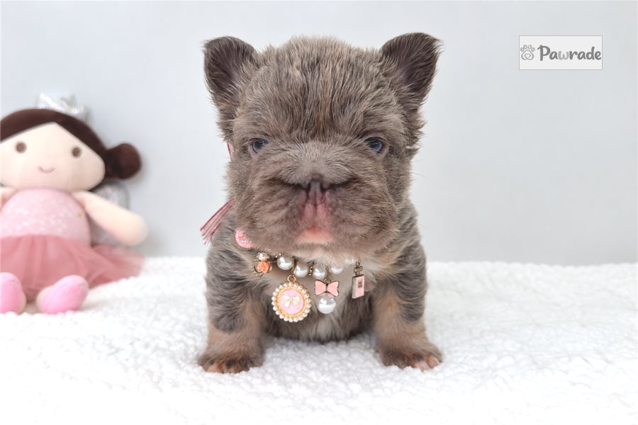 Chica - French Bulldog for sale