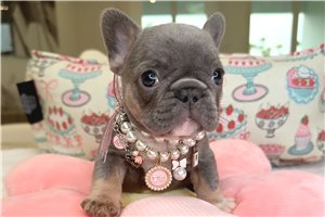 Wellsley - puppy for sale